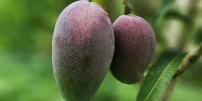 ইরান-ইসরায়েল মধ্যস্থতায় কাতার